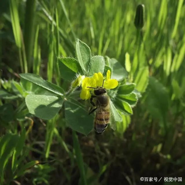 蜜蜂圆桶养殖技术视频_蜜蜂圆桶养殖技术视频_蜜蜂圆桶养殖技术视频