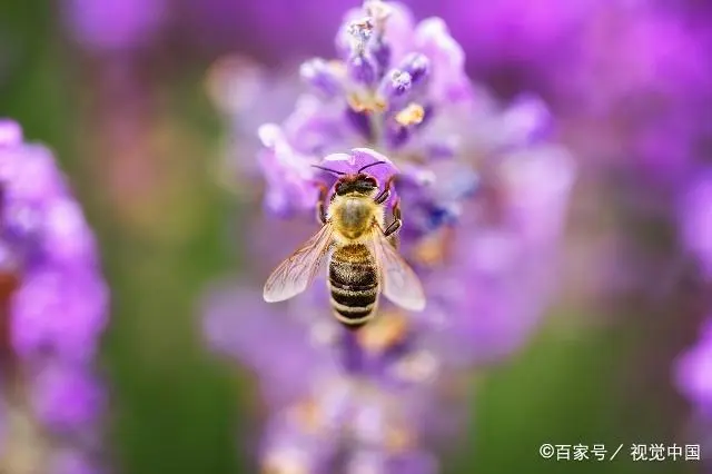 蜜蜂圆桶养殖技术视频_蜜蜂圆桶养殖技术视频_蜜蜂圆桶养殖技术视频