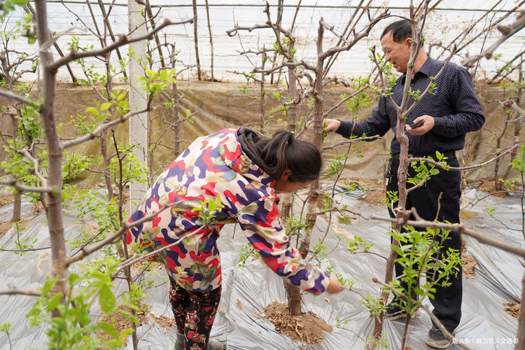 枣树如何在大棚里生长_大棚枣树种植效益怎样_大棚种枣种植技术