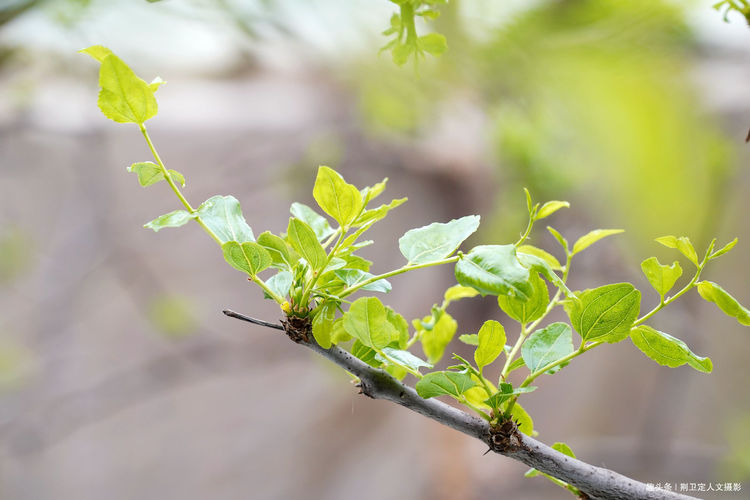 枣树如何在大棚里生长_大棚枣树种植效益怎样_大棚种枣种植技术