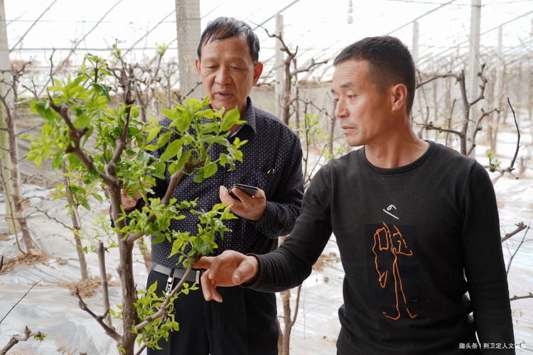 枣树如何在大棚里生长_大棚种枣种植技术_大棚枣树种植效益怎样