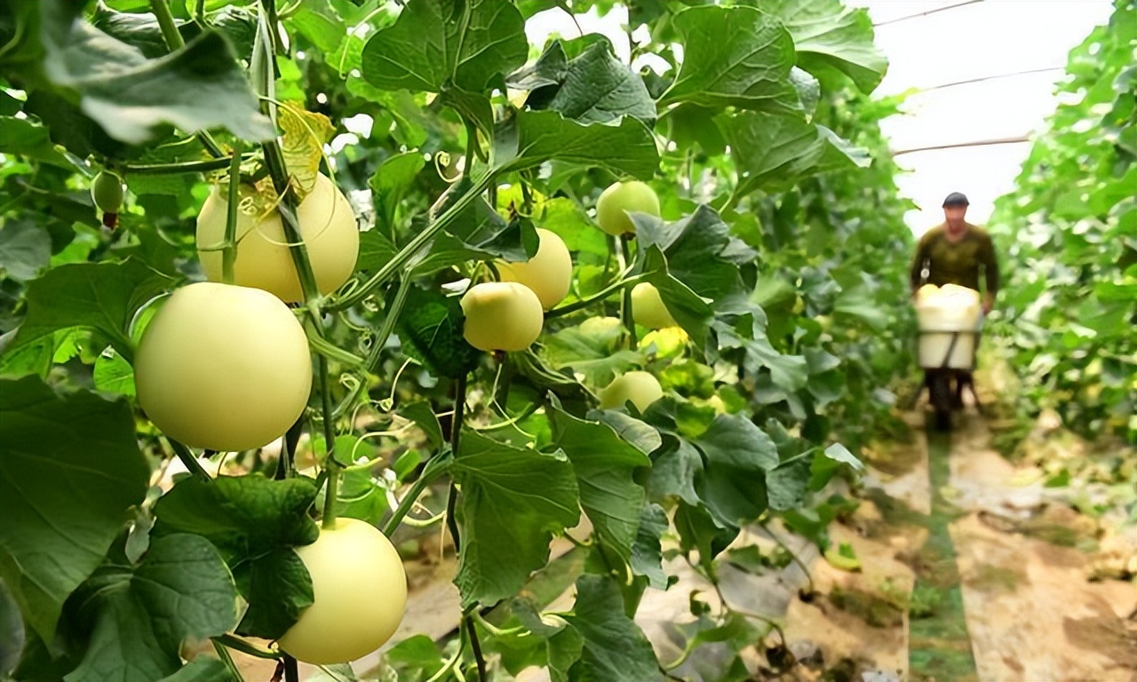 反季节甜瓜什么时候播种_春季甜瓜种植技术_甜瓜反季节种植技术