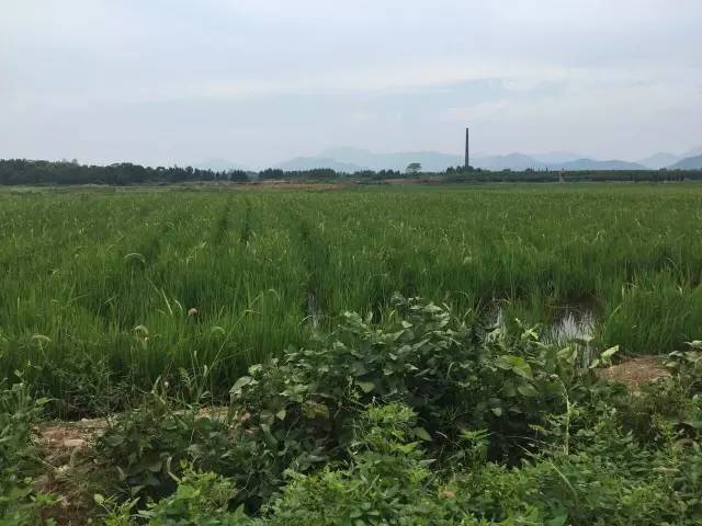 常山农庄_致富种植常山项目有哪些_常山种植致富项目