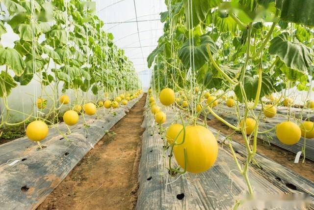 春季甜瓜种植技术_春季甜瓜的田间管理方法_甜瓜反季节种植技术