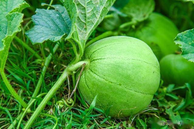 春季甜瓜的田间管理方法_春季甜瓜种植技术_甜瓜反季节种植技术