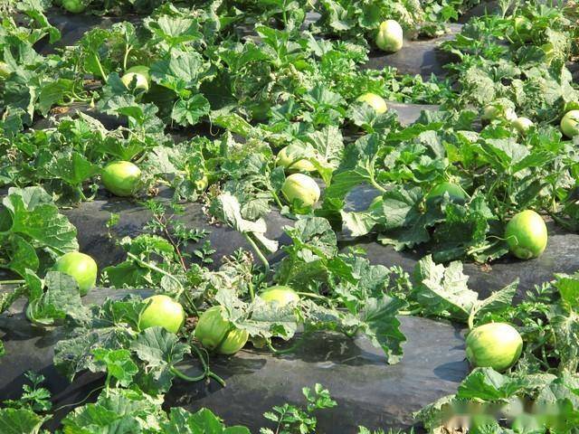 甜瓜反季节种植技术_春季甜瓜种植技术_春季甜瓜的田间管理方法