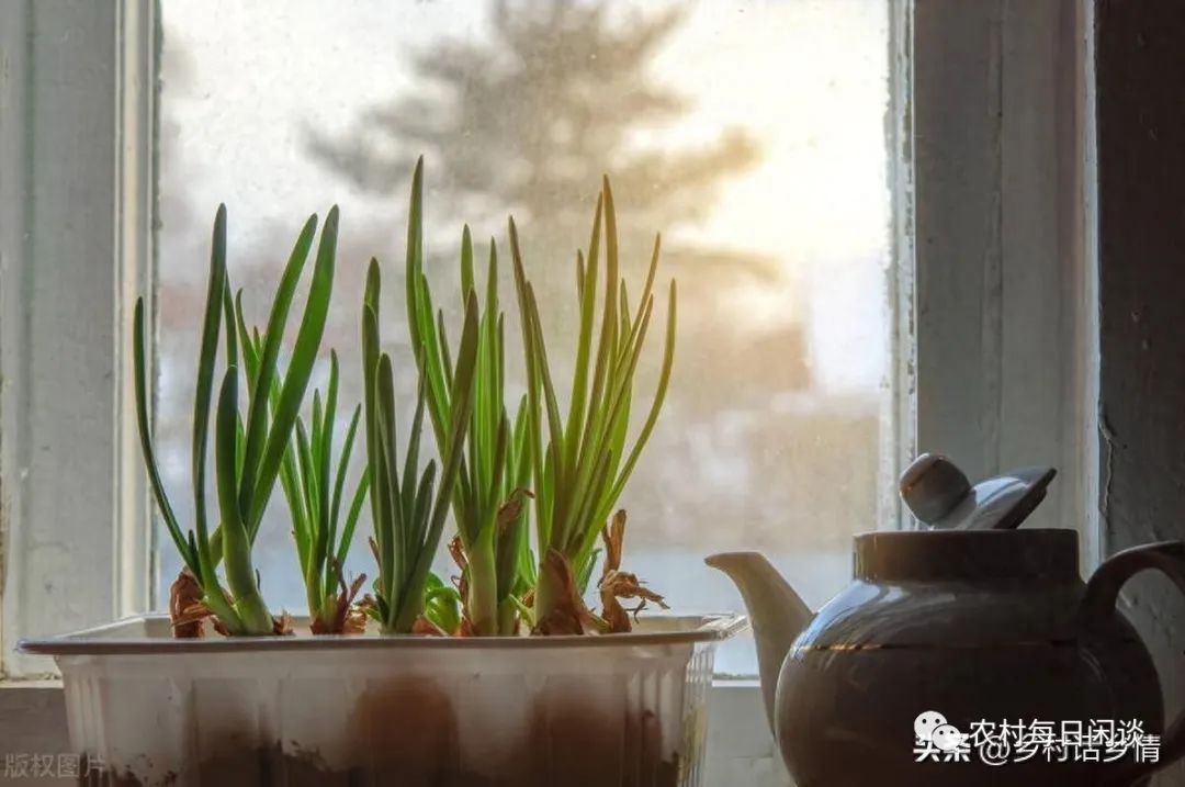 适合冬天阳台种植的几种蔬菜，新手也能种好，简单省心还吃新鲜