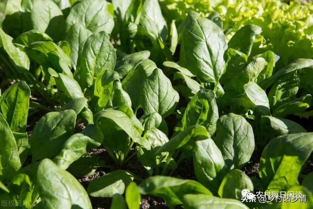 阳台蔬菜种植技术与管理_阳台蔬菜种植技术要点_阳台蔬菜种植技术