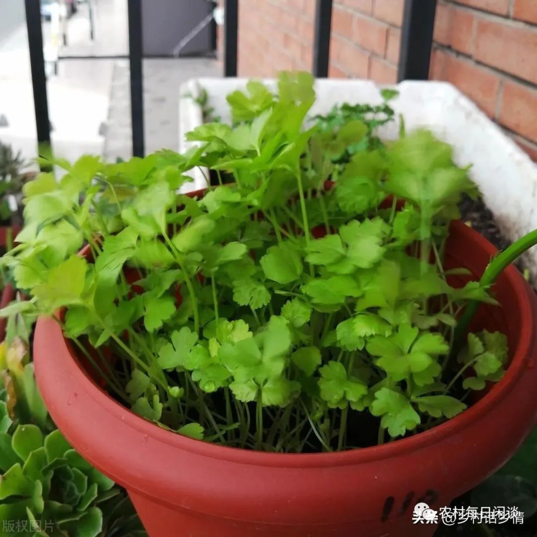 阳台蔬菜种植技术要点_阳台蔬菜种植技术与管理_阳台蔬菜种植技术