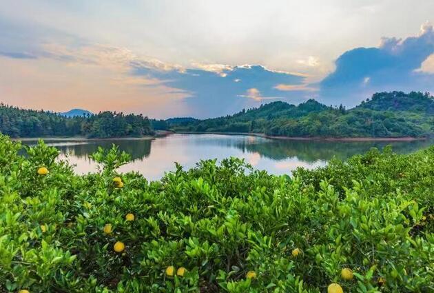 海州常山种植方法_常山种植致富项目_致富种植常山项目有哪些