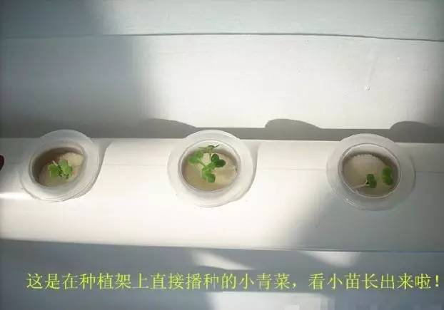 阳台蔬菜种植技术_阳台蔬菜种植技术与管理_阳台蔬菜种植方法