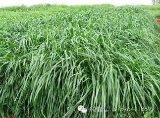 国内牧草种植品种和技术（黑麦草、黄竹草、紫花苜蓿）