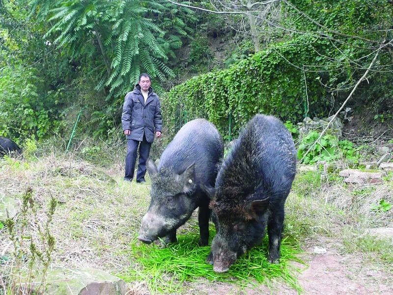 返乡农民养野猪的成本和利润带动全村民实现致富梦