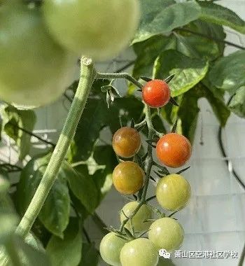 阳台蔬菜种植技术要点_阳台蔬菜种植技术及种植时间_阳台蔬菜种植技术