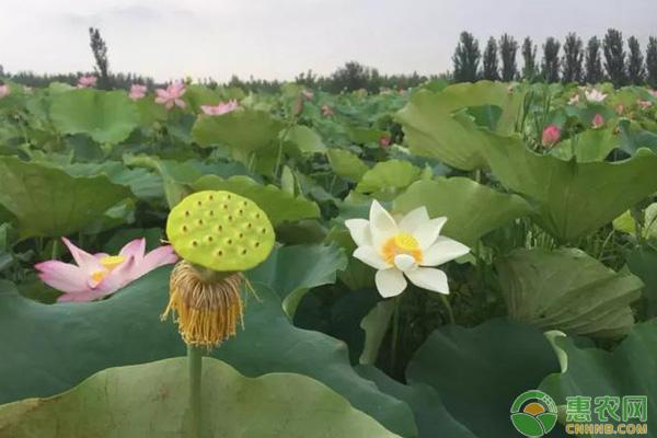 致富经藕田养鱼视频_致富经莲藕种植_致富经藕田