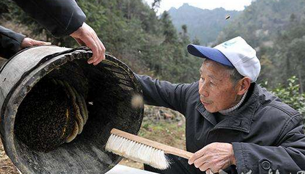 蜜蜂圆桶养殖技术视频_蜜蜂圆桶养殖技术视频_蜜蜂圆桶养殖技术视频