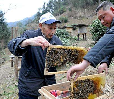 蜜蜂圆桶养殖技术视频_蜜蜂圆桶养殖技术视频_蜜蜂圆桶养殖技术视频