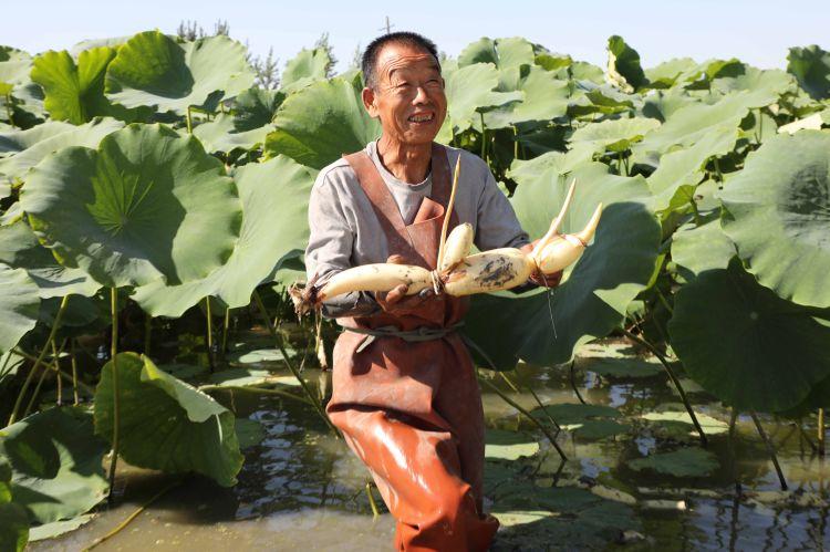 农民丰收节系列（一）｜花甲老人与他的莲藕“心经”