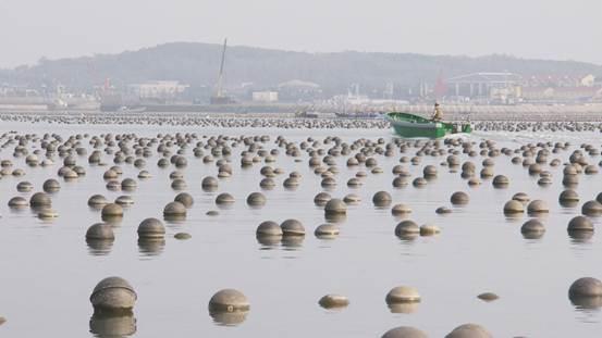 扇贝养殖利润_养殖扇贝挣钱吗_致富经扇贝养殖赚钱