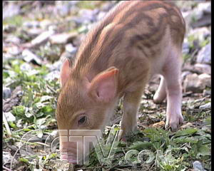 致富经经养殖野猪_致富野猪养殖视频_野猪养殖项目