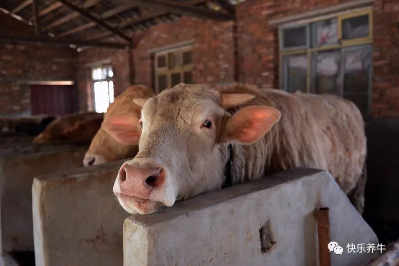 肉牛养殖的技术和利润_养殖肉牛利润怎么样_肉牛养殖利润率