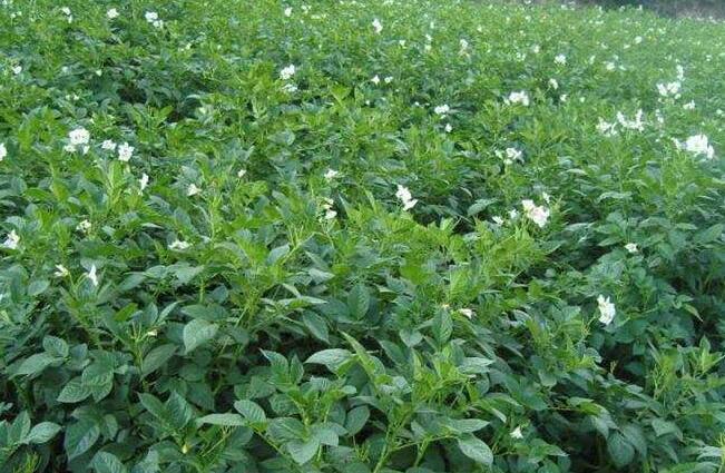 种植板蓝根赚钱吗_种植板蓝根增收致富_种植板蓝根的经济效益