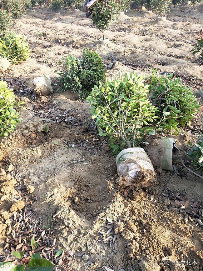 红叶石楠球的种植技术与种植时间