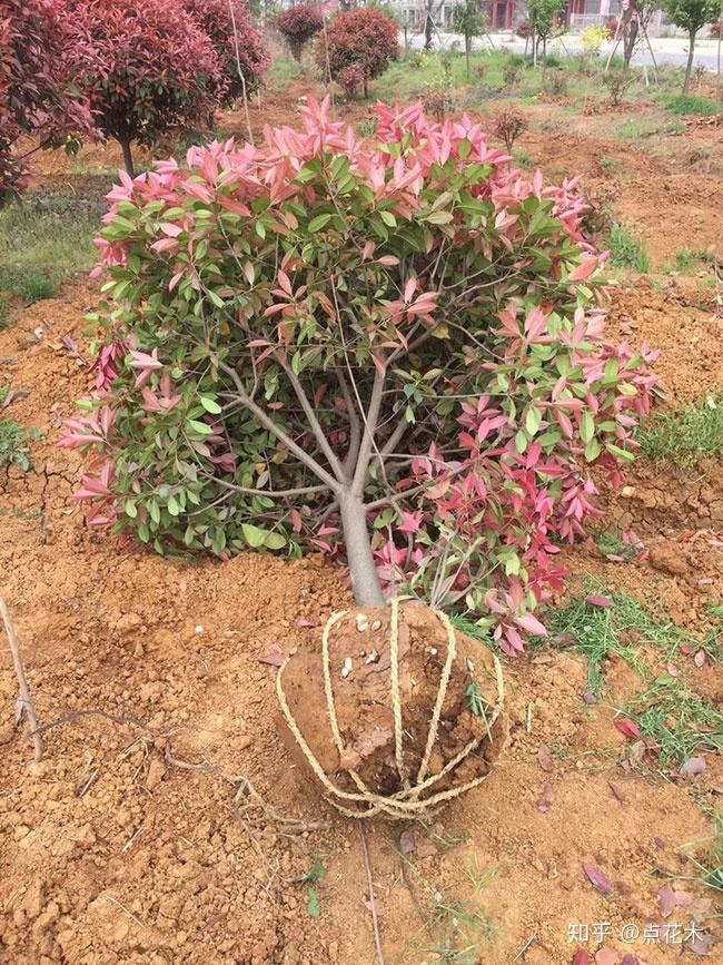 种龙眼树的方法_龙眼树苗种植技术_树苗种植龙眼技术要求