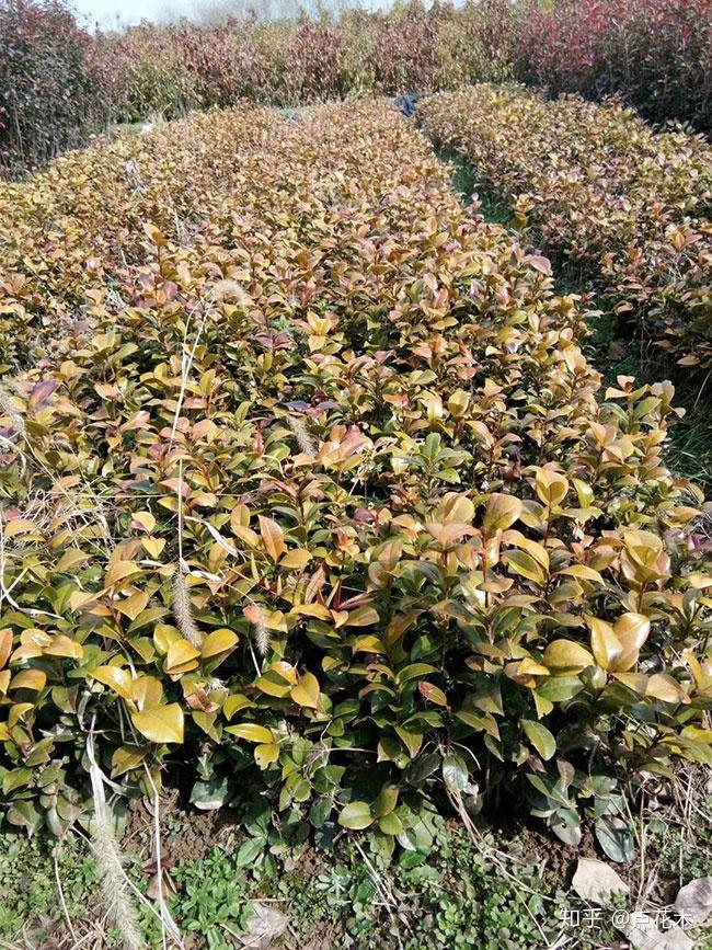 龙眼树苗种植技术_树苗种植龙眼技术要求_种龙眼树的方法