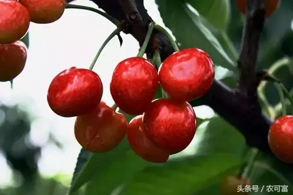 致富经藕_莲藕深加工致富经视频_致富经藕田