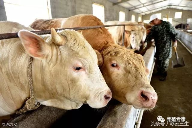 养殖肉牛利润怎么样_肉牛养殖的技术和利润_养殖肉牛利润技术怎么样