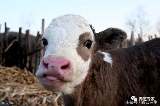 养殖肉牛利润技术怎么样_肉牛养殖的技术和利润_养殖肉牛利润怎么样