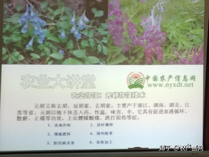 元胡种植方法_元胡的种植技术视频_元胡的种植技术