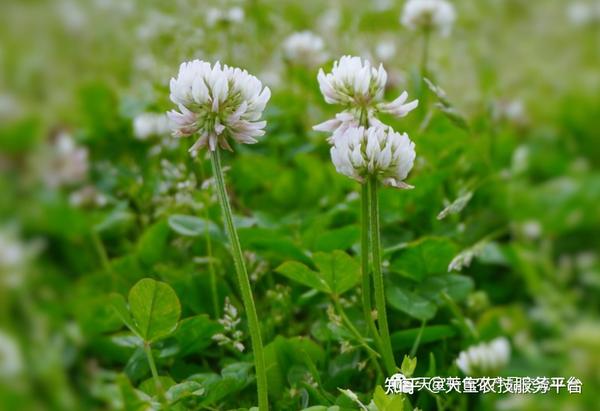 高温多雨水，药材田间管理指导！