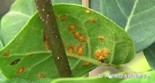 种植元胡经济效益如何_元胡种植方法_元胡的种植技术