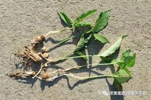 元胡种植方法_元胡的种植技术_种植元胡经济效益如何