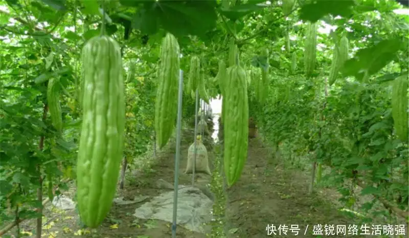 福建苦瓜种植技术和管理_福建苦瓜种植技术视频_福建种植苦瓜的技术