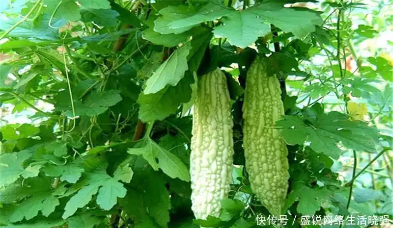 福建苦瓜种植技术和管理_福建种植苦瓜的技术_福建苦瓜种植技术视频