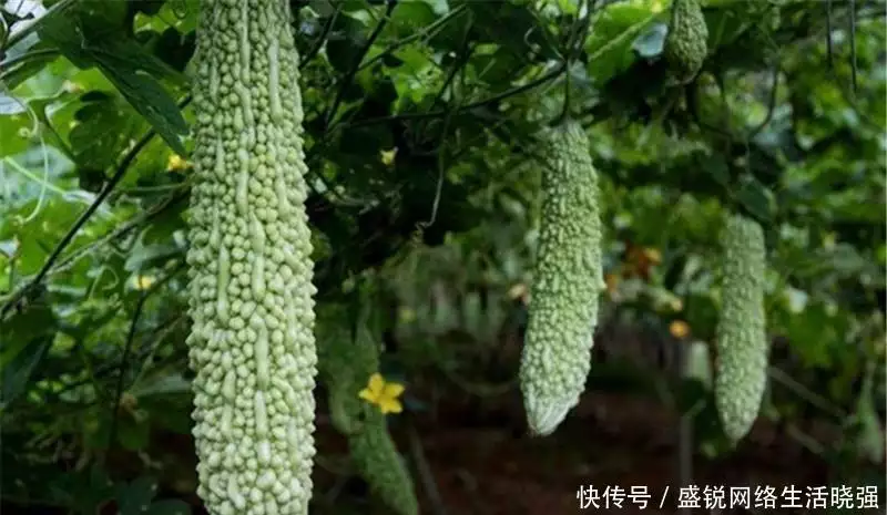 福建苦瓜种植技术和管理_福建苦瓜种植技术视频_福建种植苦瓜的技术