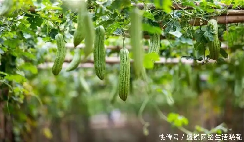 福建种植苦瓜的技术_福建苦瓜种植技术和管理_福建苦瓜种植技术视频