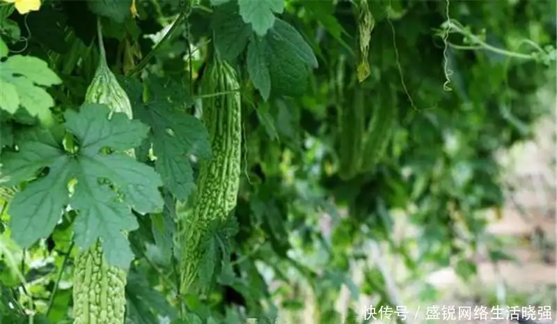 福建苦瓜种植技术视频_福建种植苦瓜的技术_福建苦瓜种植技术和管理