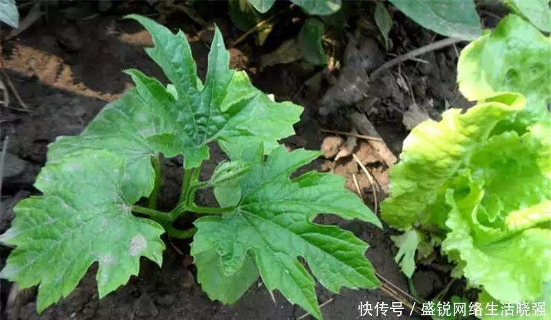 福建苦瓜种植技术视频_福建苦瓜种植技术和管理_福建种植苦瓜的技术