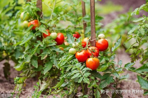 致富经番茄种植视频_致富经每日农经_每日农经致富经番茄