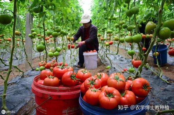 每日农经致富经番茄_致富经番茄种植视频_致富经每日农经