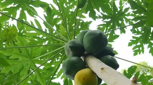 福建苦瓜种植基地_福建苦瓜种子_福建种植苦瓜的技术