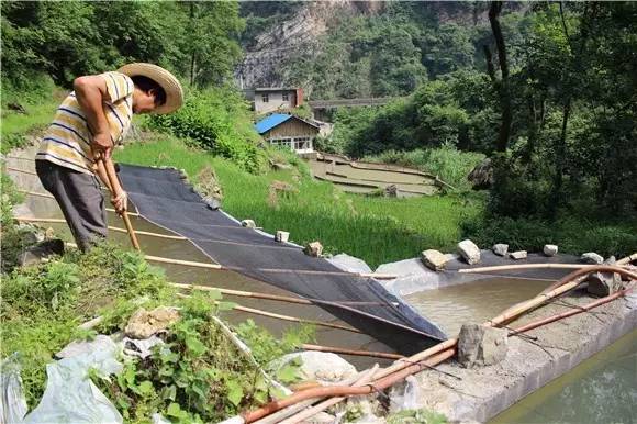 广西泉水鱼养殖基地_广西山泉水养草鱼_广西山泉水养鱼致富经