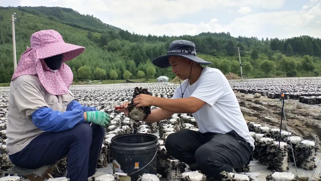 辽宁本溪适合种植啥药材_本溪中药种植项目_本溪种植致富