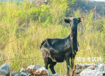 农村养什么致富 农村养殖业致富项目