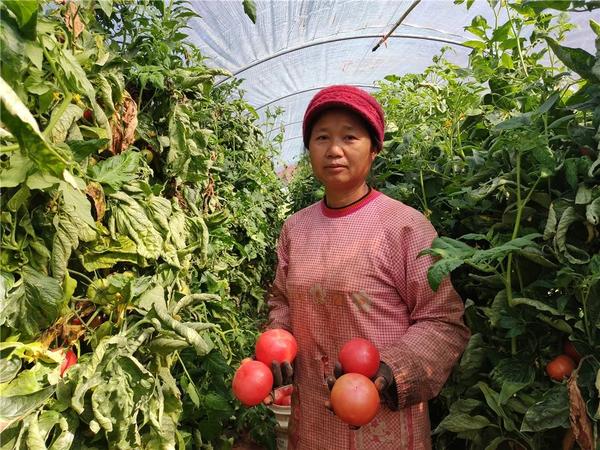 致富经每日农经_每日农经致富经番茄_每日农经致富经视频全集