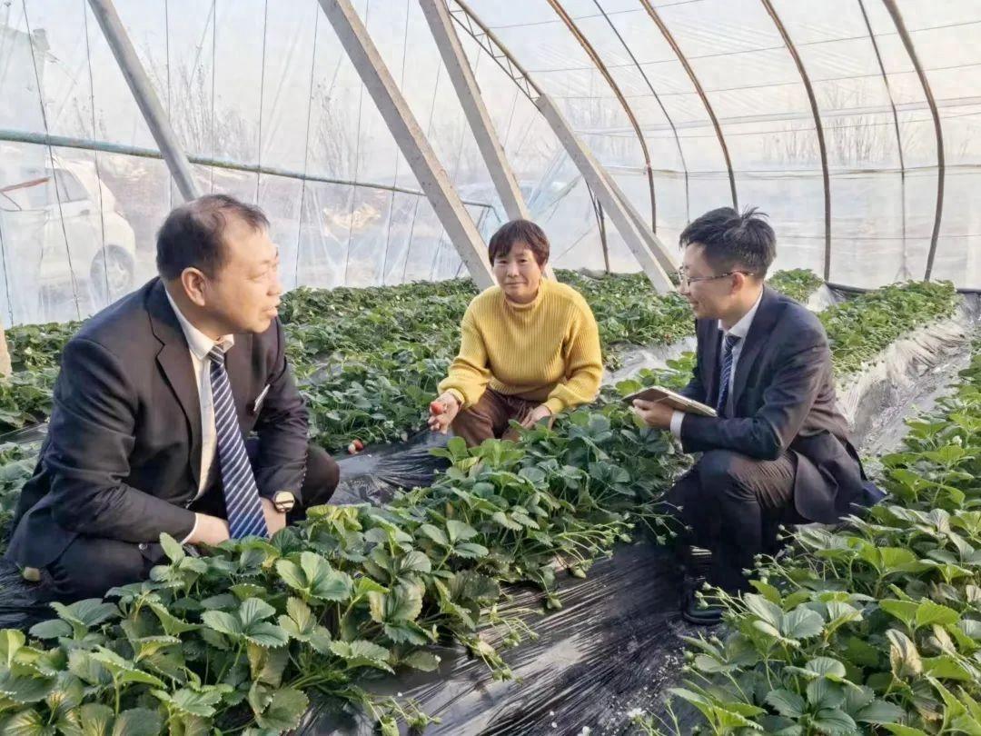 圣诞红草莓_致富经 圣诞红草莓_致富圣诞红草莓图片